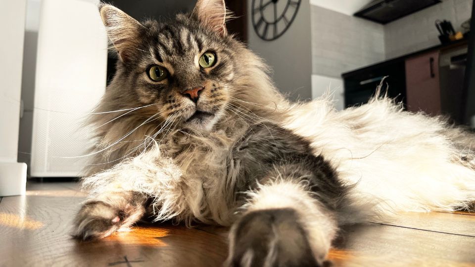 Maine-Coon-2 Lakásban tartott macskafajták: A Maine Coon, a Perzsa és a Ragdoll