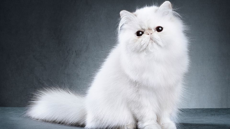 perzsawere54 Lakásban tartott macskafajták: A Maine Coon, a Perzsa és a Ragdoll