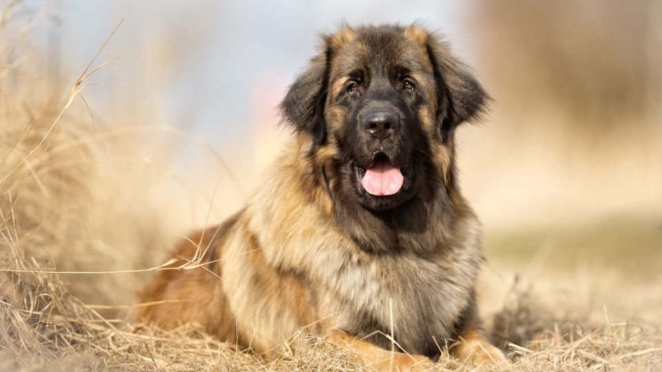 Leonbergi- Legszebb nagytestű kutyafajták
